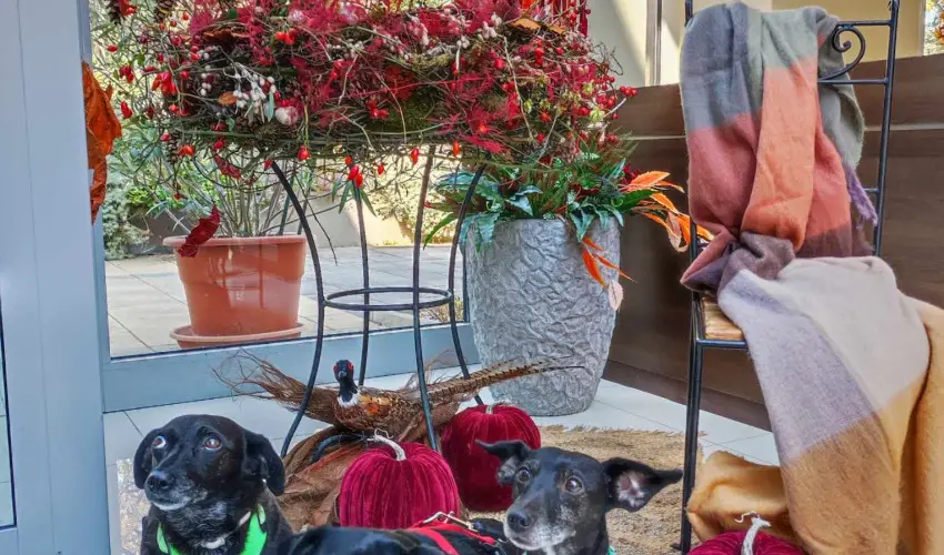 CE Plaza Hotel Sifok - Tk j csaldi kaland & varzslatos Halloween htvge (min. 2 j)