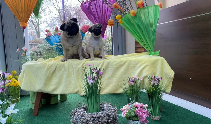 CE Plaza Hotel Sifok - Tk j csaldi kaland & varzslatos Halloween htvge (min. 2 j)