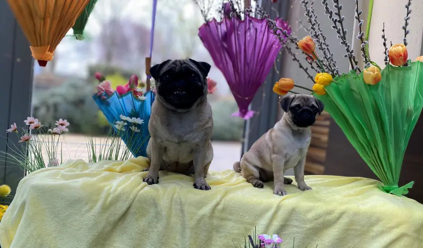 CE Plaza Hotel Sifok - Tk j csaldi kaland & varzslatos Halloween htvge (min. 2 j)