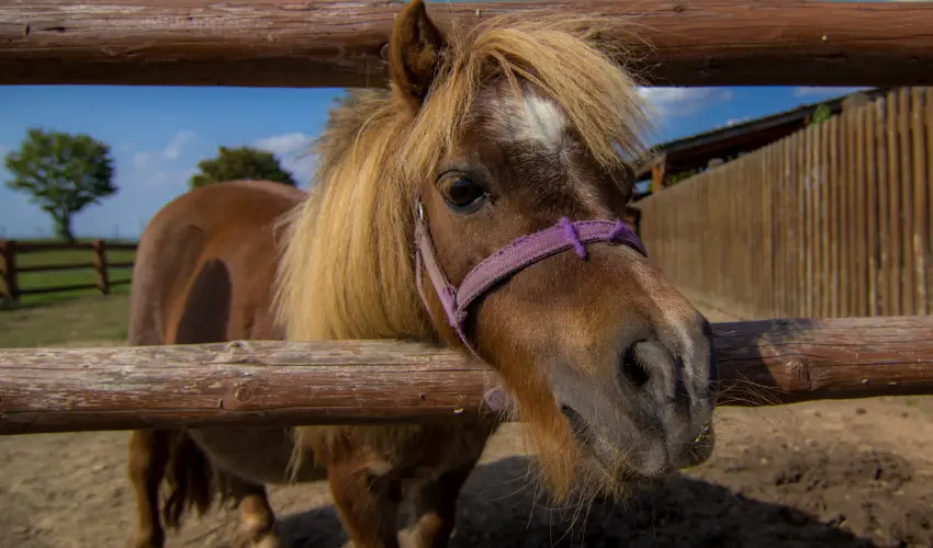 Csodaszarvas Tjpark Rbahdvg - Kedvezmnyes r csaldok rszre (min. 2 j)