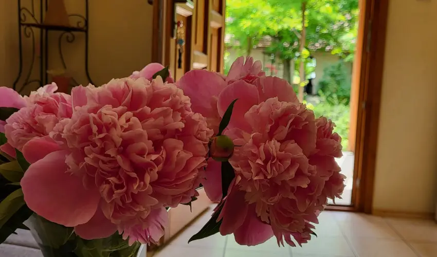 Dream Horse Apartman Cserkeszl - Kedvezmnyes ajnlat nelltssal (min. 2 j)