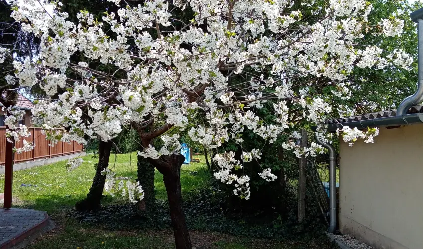 Etvs Nyaral Sifok - Kedvezmnyes r csaldok rszreak (min. 4 j)