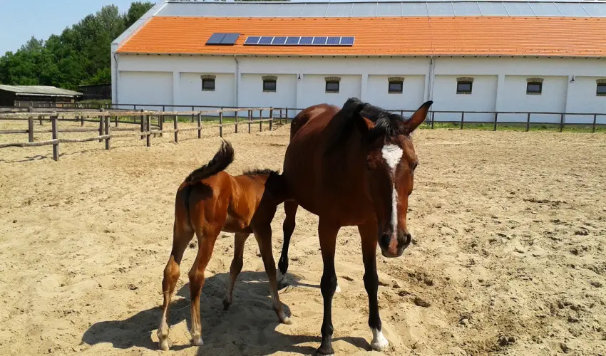Gerby Kria Hotel s Lovasudvar Lajosmizse - Kedvezmnyes r csaldok rszreak (1 jtl)