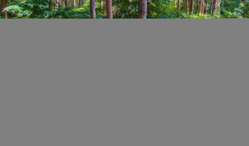 Gosztola Gy�ngye-az erd� sz�llod�ja Gosztola - Gosztola Wellness Pihen�s (min. 2 �j)