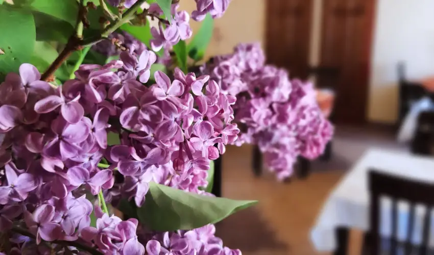 Aliz Villa Szilvsvrad - Wellness pihens privt jacuzzi hasznlattal (min. 2 j)