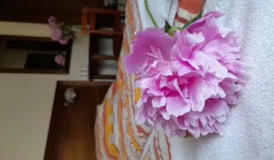 Aliz Villa Szilvsvrad