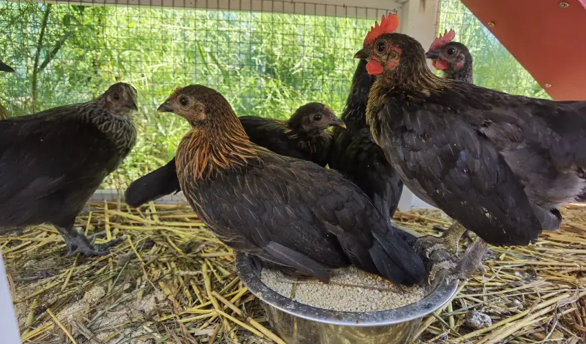 Helna Hotel & SPA Levl - Kedvezmnyes r csaldok rszreak reggelis elltssal (1 jtl)