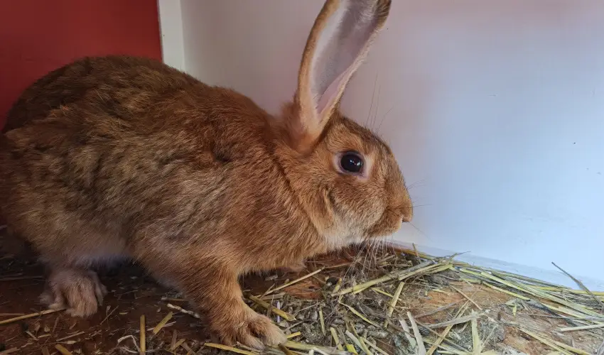 Helna Hotel & SPA Levl - Kedvezmnyes r csaldok rszreak reggelis elltssal (1 jtl)