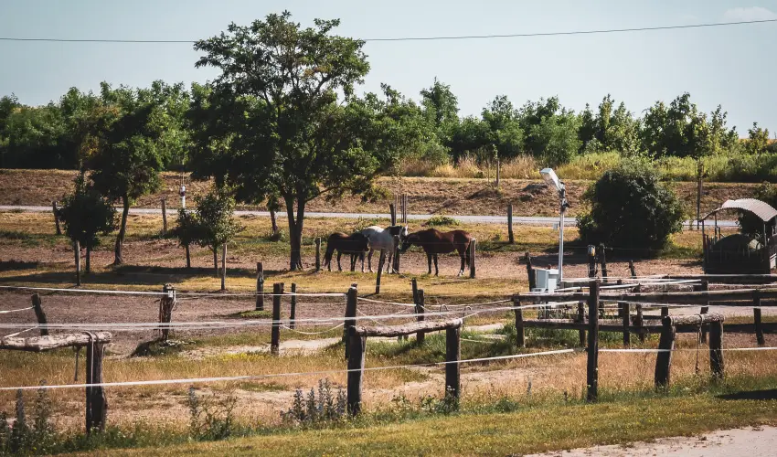 H�tk�ti Wellness Hotel & Lovaspark M�r - Kedvezm�nyes �r csal�dok r�sz�reak reggelis ell�t�ssal (1 �jt�l)