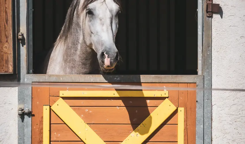 H�tk�ti Wellness Hotel & Lovaspark M�r - Kedvezm�nyes �r csal�dok r�sz�reak reggelis ell�t�ssal (1 �jt�l)