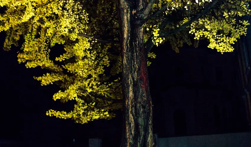 Hotel Ginkgo Hdmezvsrhely - Kedvezmnyes r csaldok rszreak reggelis elltssal (1 jtl)