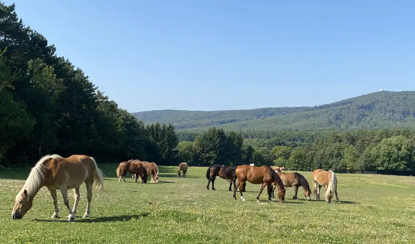 Hotel Sz�palma Porva-Sz�palmapuszta - H�tv�g�k a Bakonyban (min. 2 �j)