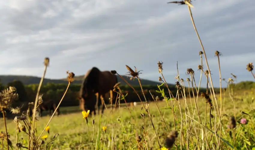 Hotel Sz�palma Porva-Sz�palmapuszta - H�tv�g�k a Bakonyban (min. 2 �j)