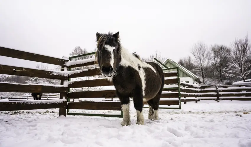 Hotel Sz�palma Porva-Sz�palmapuszta - H�tv�g�k a Bakonyban (min. 2 �j)