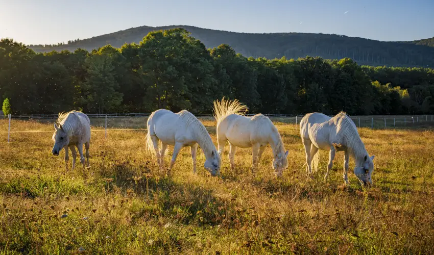 Hotel Sz�palma Porva-Sz�palmapuszta - H�tv�g�k a Bakonyban (min. 2 �j)