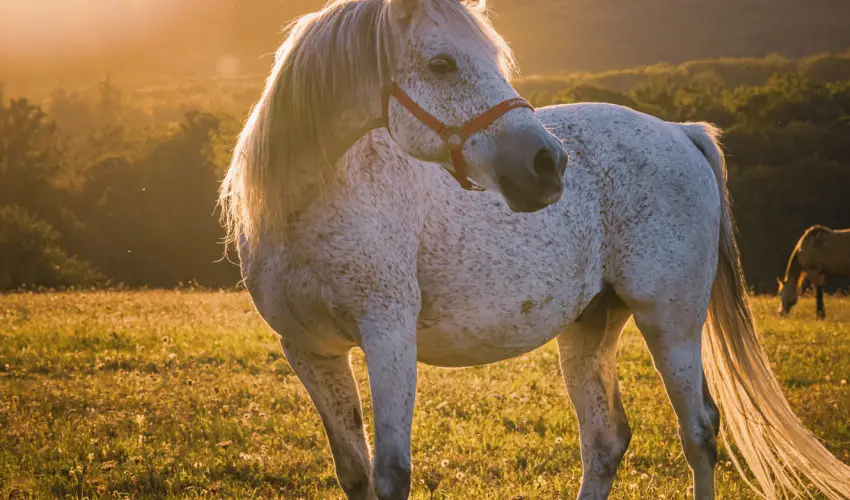 Hotel Sz�palma Porva-Sz�palmapuszta - H�tv�g�k a Bakonyban (min. 2 �j)