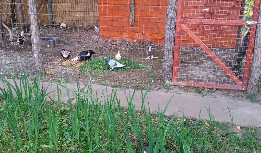 K�r�s Vend�gh�z Szarvas - Kedvezm�nyes �r csal�dok r�sz�reak (1 �jt�l)