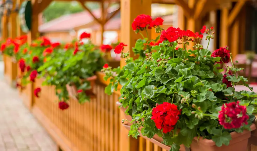 Lipicai Hotel Szilvsvrad - Kedvezmnyes r csaldok rszreak reggelis elltssal (1 jtl)