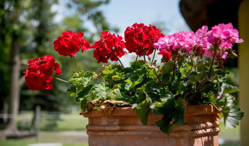 Nyerges Hotel Term�l Monor - Kedvezm�nyes �r csal�dok r�sz�re reggelivel (1 �jt�l)