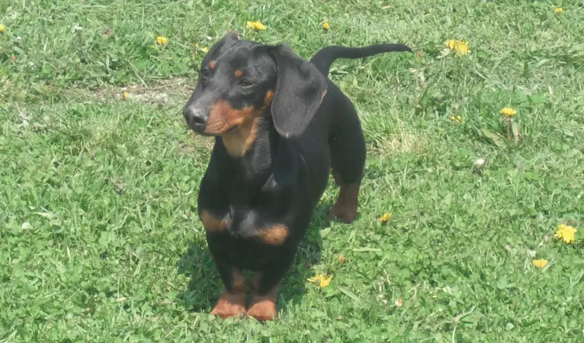 Sokor Fogad Sokorptka - Diszntoros htvge (min. 2 j)