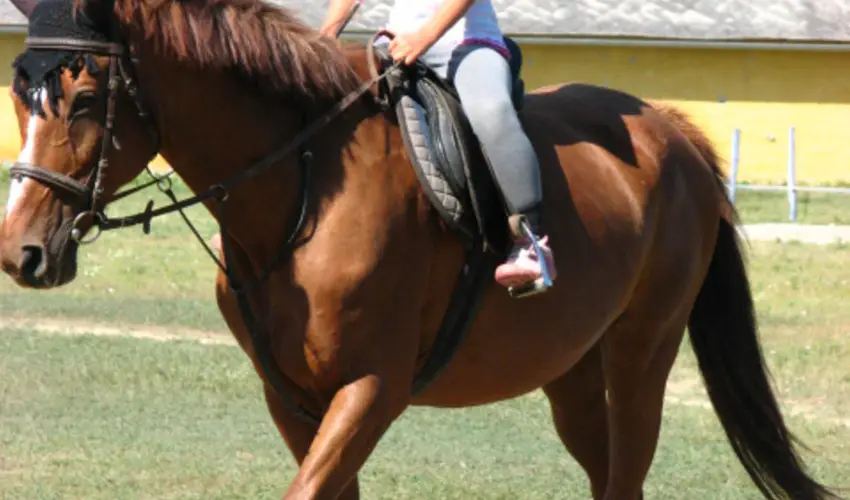 Sokor Fogad Sokorptka - Diszntoros htvge (min. 2 j)