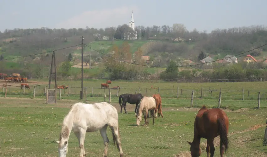 Sokor Fogad Sokorptka - Diszntoros htvge (min. 2 j)