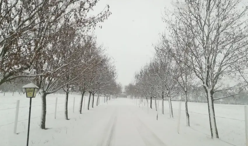 Sokor Fogad Sokorptka - Diszntoros htvge (min. 2 j)