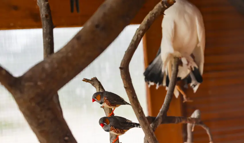 Sokor Fogad Sokorptka - Diszntoros htvge (min. 2 j)