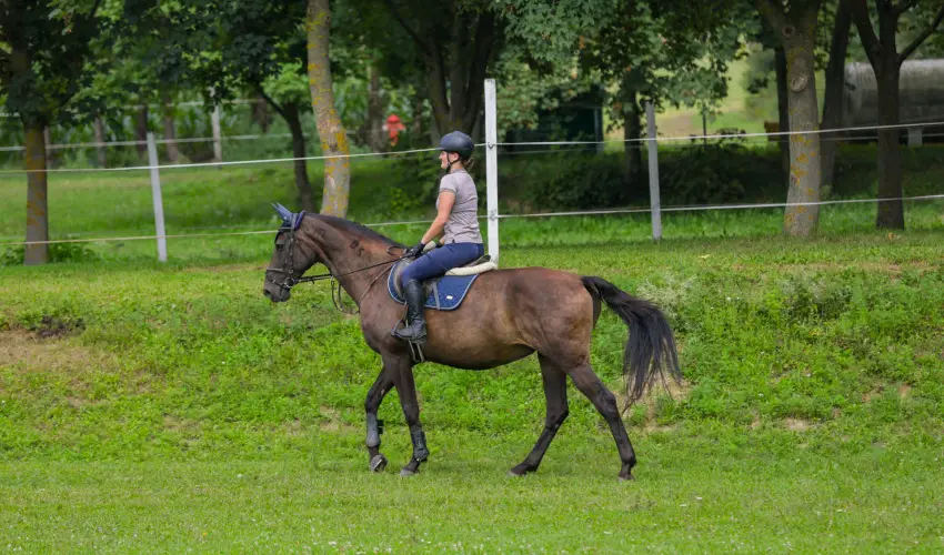 Sokor Fogad Sokorptka - Diszntoros htvge (min. 2 j)