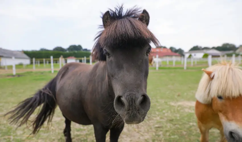 Sokor Fogad Sokorptka - Diszntoros htvge (min. 2 j)