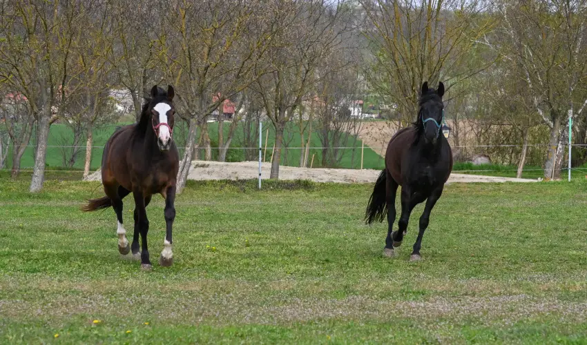 Sokor� Fogad� Sokor�p�tka - M�jus 1.