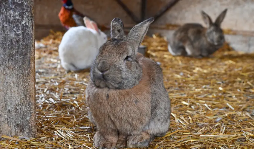 Sokor� Fogad� Sokor�p�tka - M�jus 1.