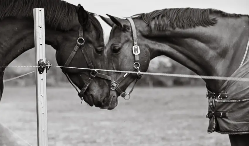 Sokor� Fogad� Sokor�p�tka - M�jus 1.