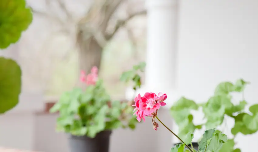 Somogy Kertje �d�l�falu �s �tterem Bonnya - Kedvezm�nyes �r csal�dok r�sz�reak reggelivel (1 �jt�l)