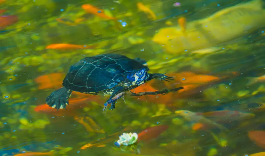 SunGarden Wellness Hotel Sifok - Egy jszaks wellness kaland (1 jszaka)