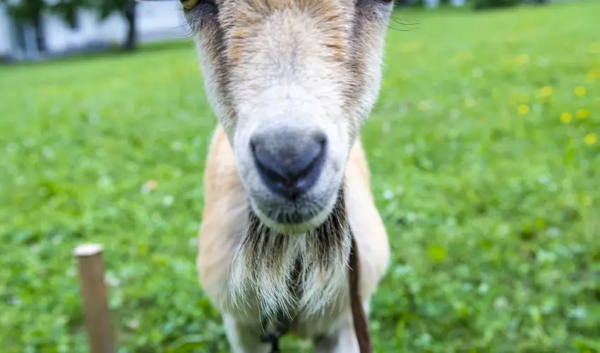Terml Apartmanok & Kemping Harkny Harkny - Kedvezmnyes r csaldok rszreak (1 jtl)