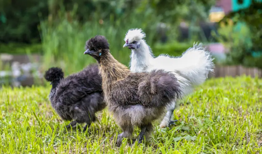 Terml Apartmanok & Kemping Harkny Harkny - Kedvezmnyes r csaldok rszreak (1 jtl)