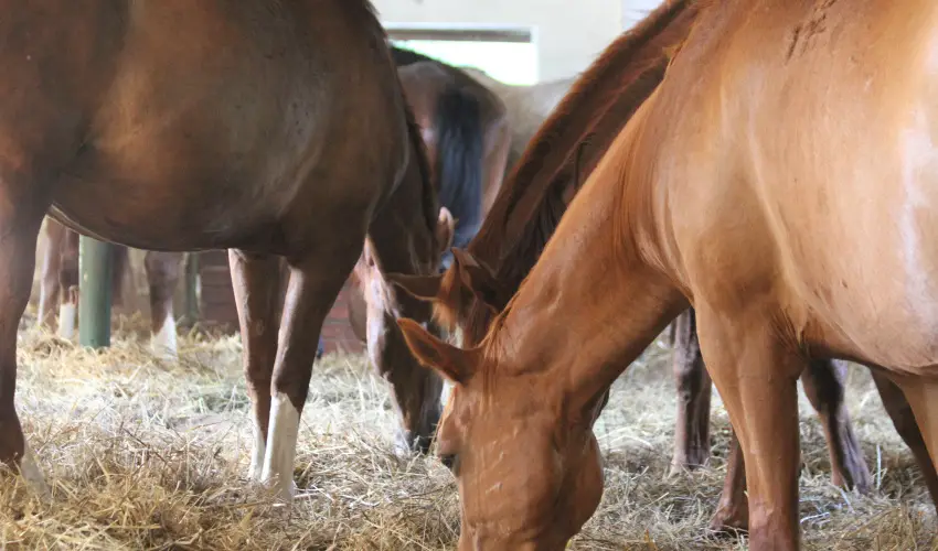 Vadkert Major Srvr - Kedvezmnyes r csaldok rszreak reggelis elltssal (1 jtl)