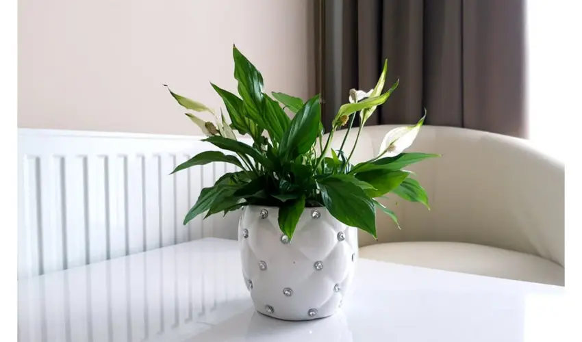 Zenit Panzi Miskolctapolca - Kedvezmnyes r csaldok rszreak (1 jtl)